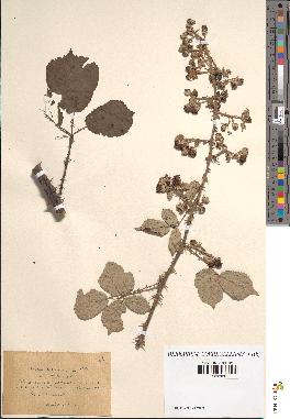 spécimen de Rubus heteromorphus