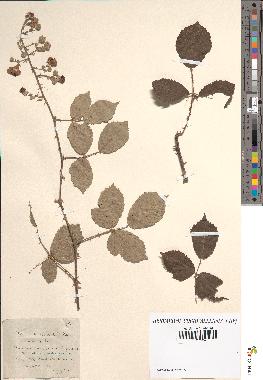 spécimen de Rubus heteromorphus