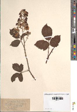 spécimen de Rubus heteromorphus