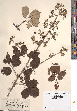 spécimen de Rubus ulmifolius