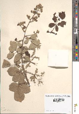 spécimen de Rubus ulmifolius