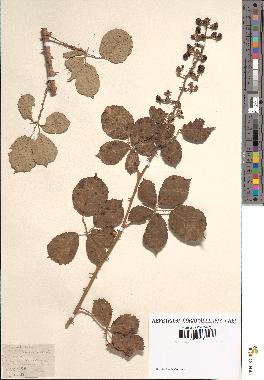 spécimen de Rubus ulmifolius