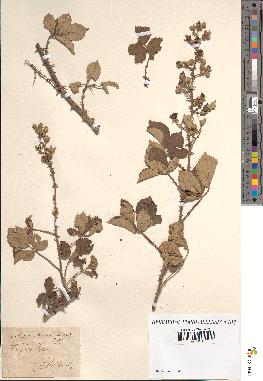 spécimen de Rubus ulmifolius