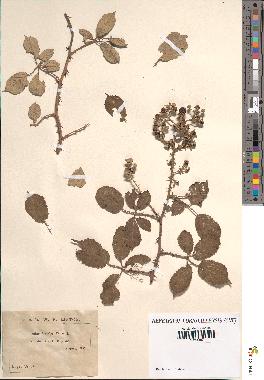 spécimen de Rubus ulmifolius