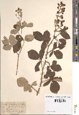 spécimen de Rubus ulmifolius