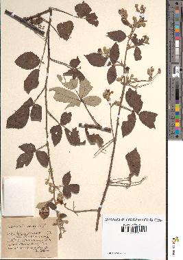 spécimen de Rubus rusticanus