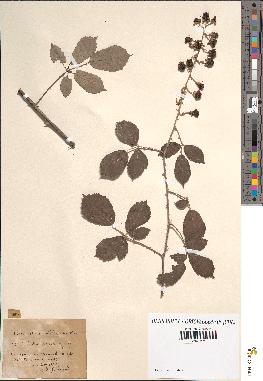 spécimen de Rubus rusticanus