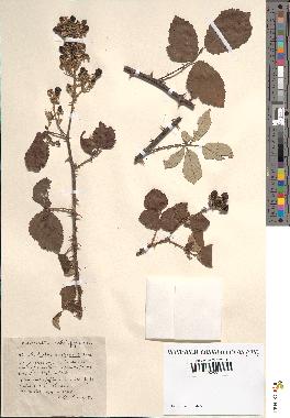 spécimen de Rubus rusticanus