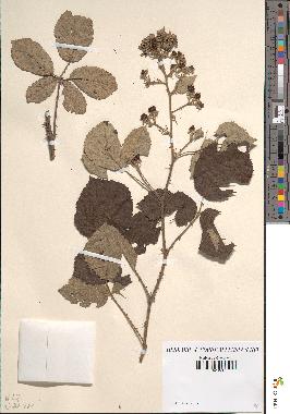 spécimen de Rubus ulmifolius x vestitus