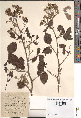 spécimen de Rubus ulmifolius x vestitus