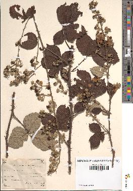 spécimen de Rubus ulmifolius x vestitus