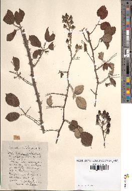 spécimen de Rubus ulmifolius