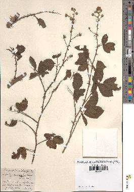 spécimen de Rubus ulmifolius