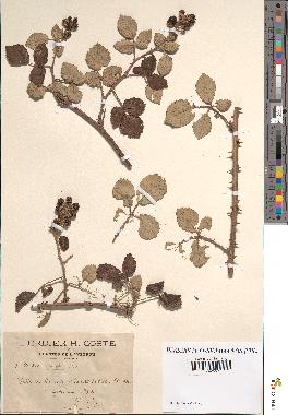 spécimen de Rubus ulmifolius