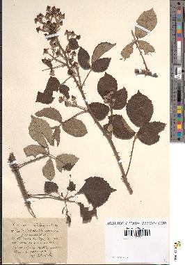 spécimen de Rubus ulmifolius x vestitus