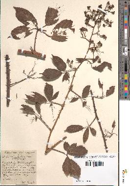 spécimen de Rubus obtusus