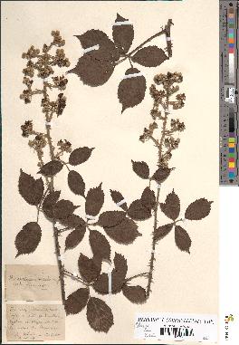 spécimen de Rubus vulnericiformis x rustica