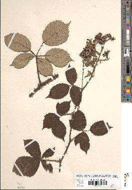 spécimen de Rubus vulnericiformis x rustica