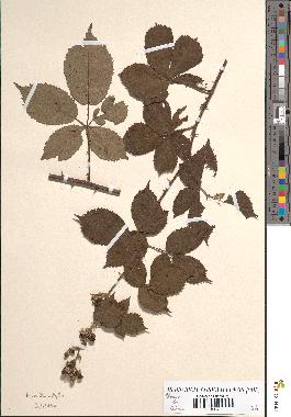 spécimen de Rubus macrophyllus x vulnerificoides