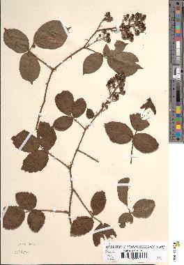 spécimen de Rubus hirtus