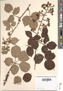 spécimen de Rubus vulnerificus