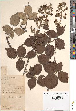 spécimen de Rubus vulnerificus x radula