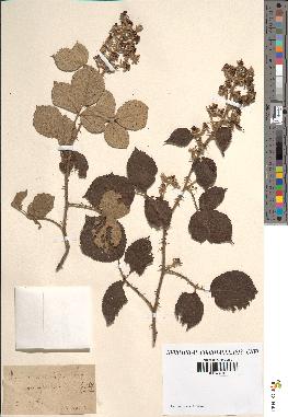 spécimen de Rubus vulnerificus