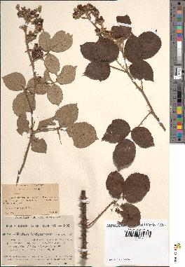 spécimen de Rubus vulnerificus