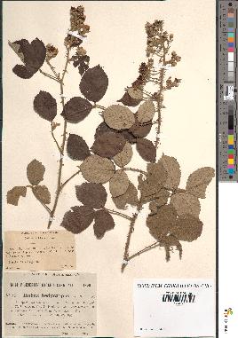 spécimen de Rubus vulnerificus