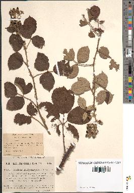 spécimen de Rubus vulnerificus