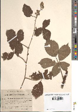 spécimen de Rubus vulnerificus