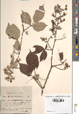 spécimen de Rubus vulnerificus