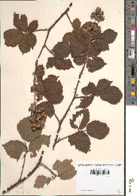 spécimen de Rubus rusticanus