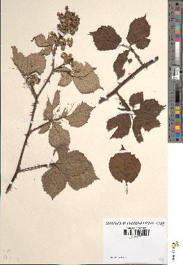 spécimen de Rubus rusticanus