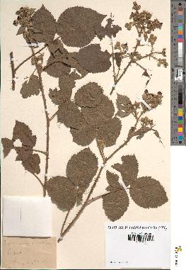 spécimen de Rubus caesius x rusticanus