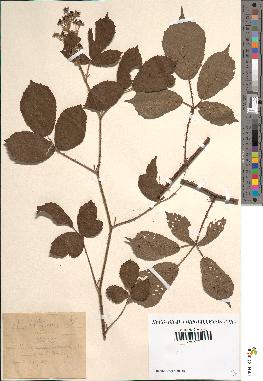 spécimen de Rubus foliosus