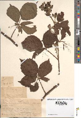 spécimen de Rubus vulnerificus x glandulosus