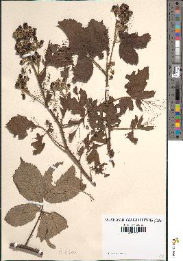 spécimen de Rubus vulnerificus x glandulosus