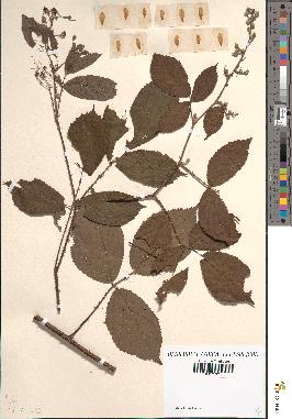 spécimen de Rubus foliosus