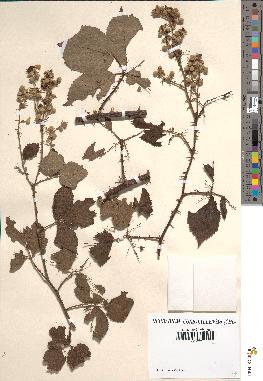 spécimen de Rubus sp.