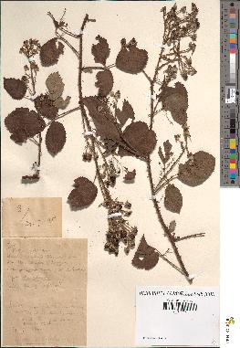 spécimen de Rubus sp.