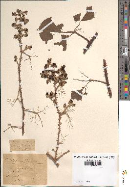 spécimen de Rubus ulmifolius x caesius