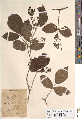 spécimen de Rubus foliosus