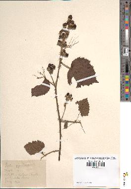 spécimen de Rubus pyramidalis