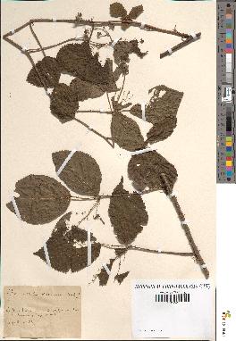 spécimen de Rubus dissociatus