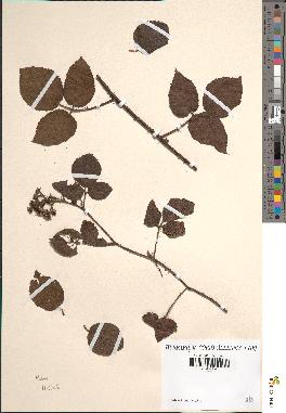 spécimen de Rubus hirtus