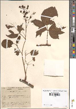 spécimen de Rubus orthocladus