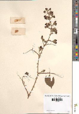 spécimen de Rubus elongatispinus