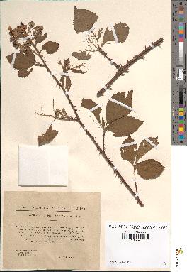 spécimen de Rubus villicaulis