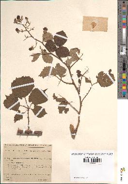 spécimen de Rubus ulmifolius